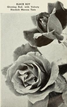 'Black Boy (LCl, Clark, before 1918)' rose photo