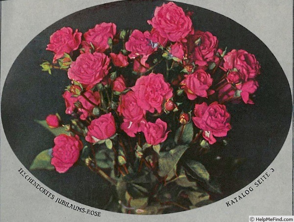 'Teschendorff's Jubiläumsrose (polyantha, Teschendorff 1928)' rose photo