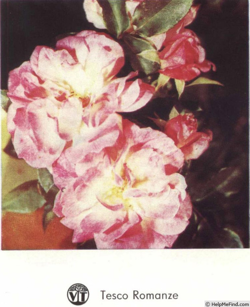'Romanze (floribunda Haenchen 1972)' rose photo