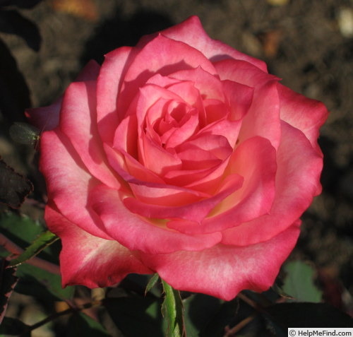 'Tiffany Lynn' rose photo