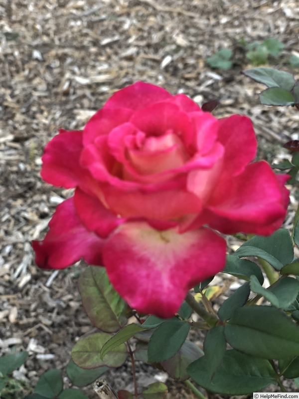 'Jewel Grace' rose photo