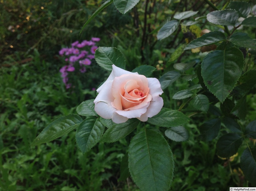 'Vitalrose Hellmine ®' rose photo