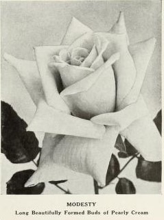 'Modesty (Hybrid Tea, Schoener)' rose photo