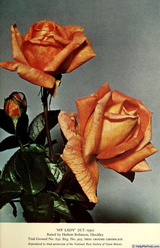 'My Lady (hybrid tea, Robinson, 1956)' rose photo