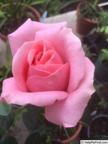 'Marie Christina' rose photo