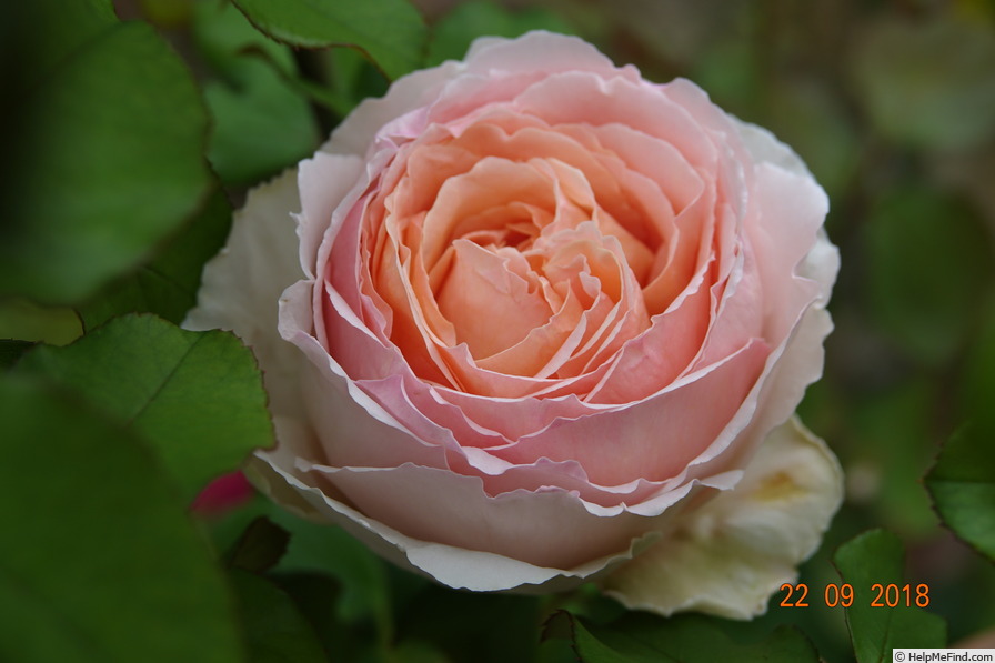 'André le Nôtre ®' rose photo