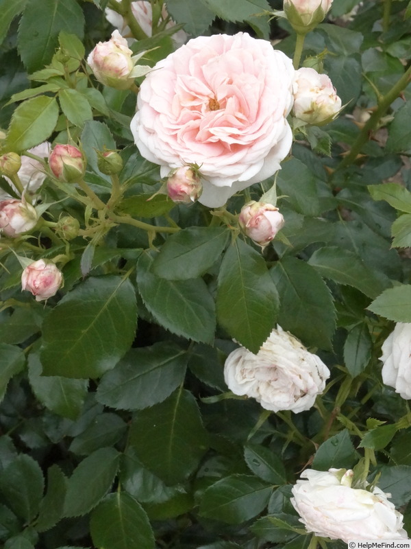 'Cremosa ®' rose photo