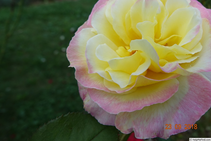 'Bella'roma' rose photo