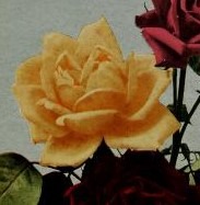 'Grace Molyneux' rose photo