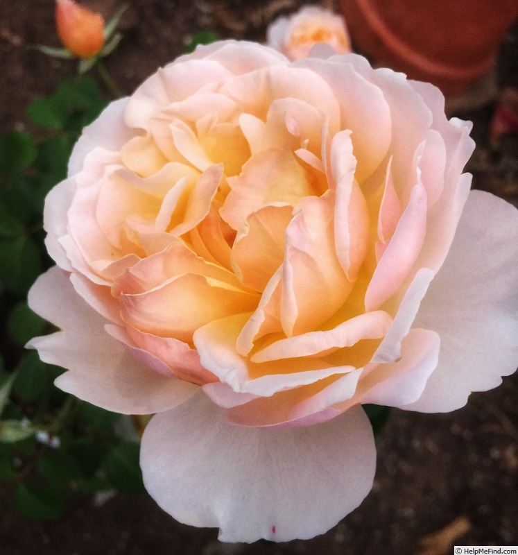 'Garden and Home' rose photo