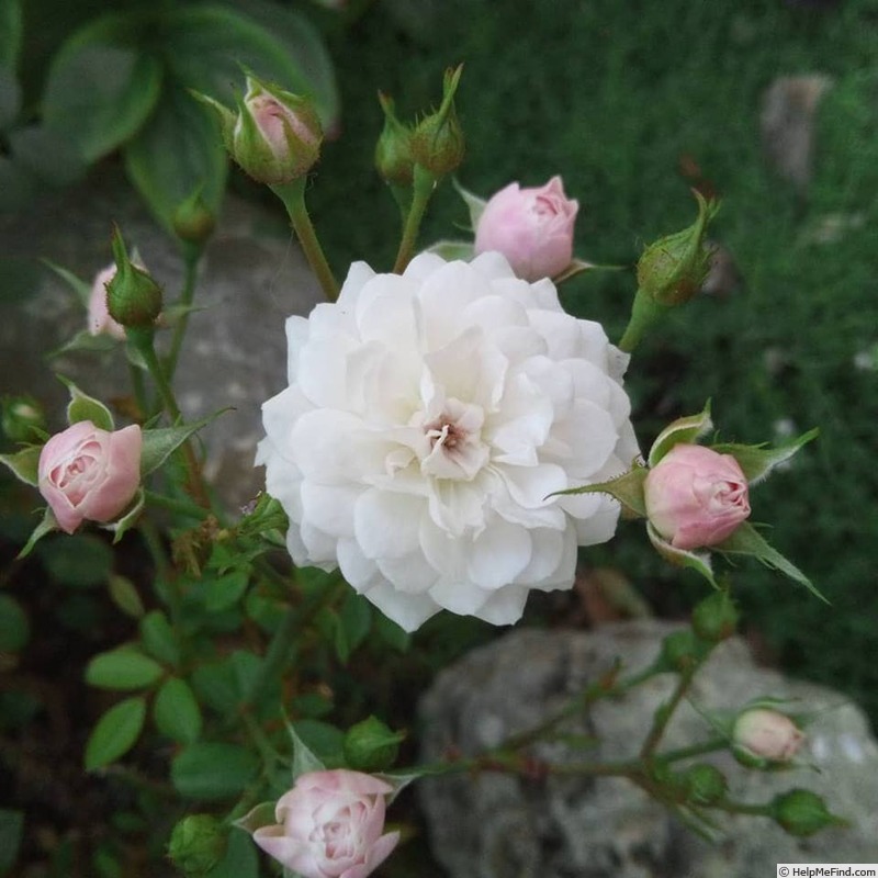 'Whiteout' rose photo