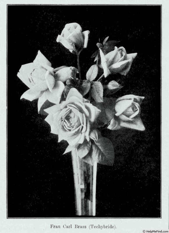 'Frau Karl Brass' rose photo