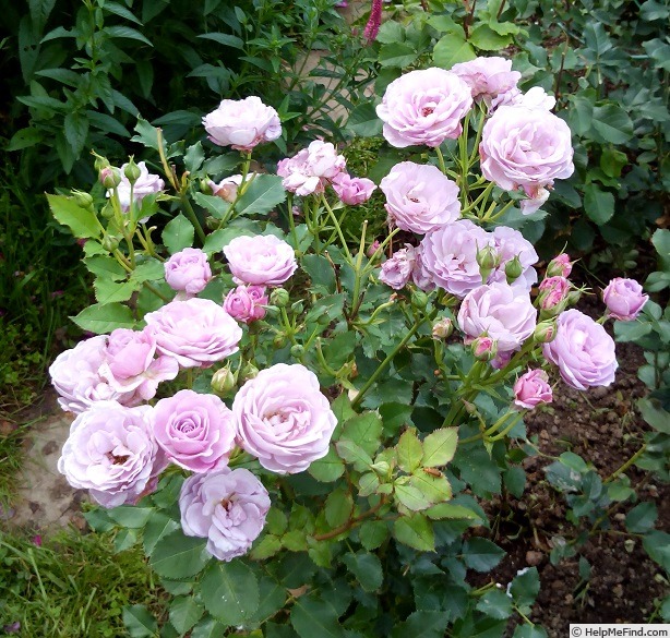 'Parbleu®' rose photo