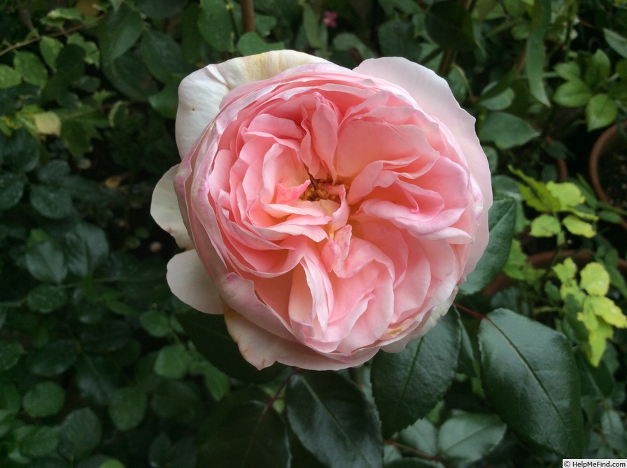 'White Fox Rose' rose photo