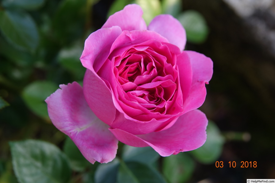 'Bernadette Lafont ®' rose photo