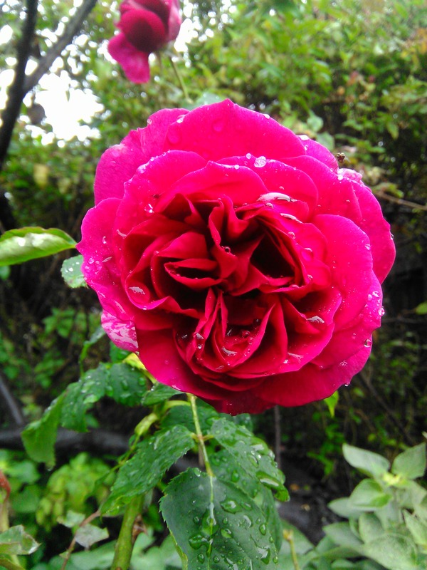 'Souvenir de Thérèse Levet' rose photo