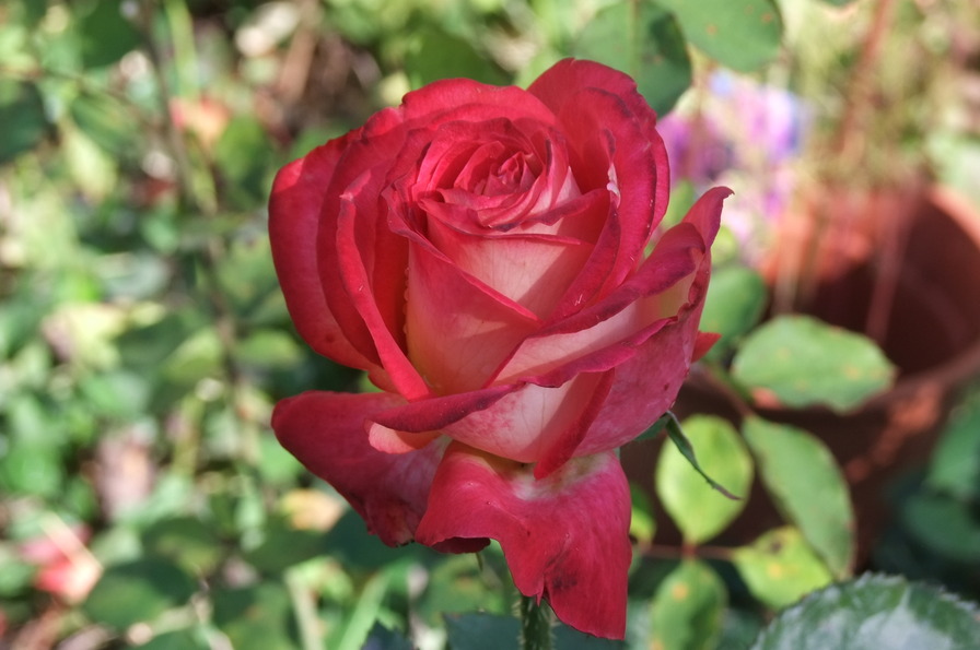 'Neue Revue ®' rose photo