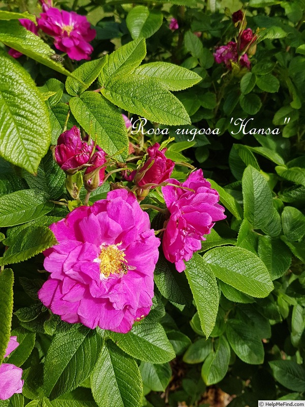 '<i>Rosa rugosa</i> 'Hansa'' rose photo