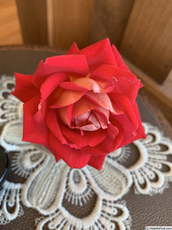 'Biola Centennial' rose photo