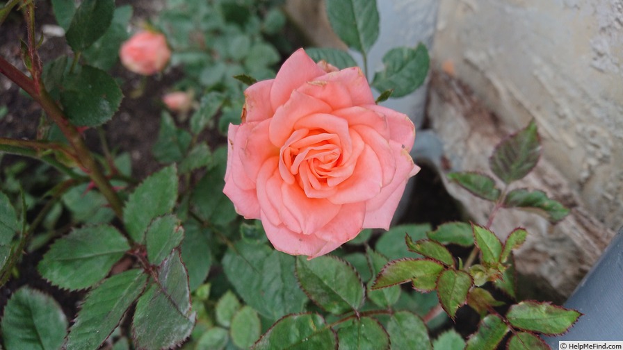 'Cinderella Kordana®' rose photo