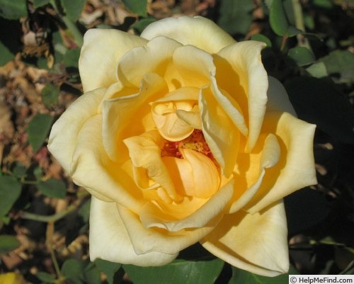 'Golden Ophelia' rose photo