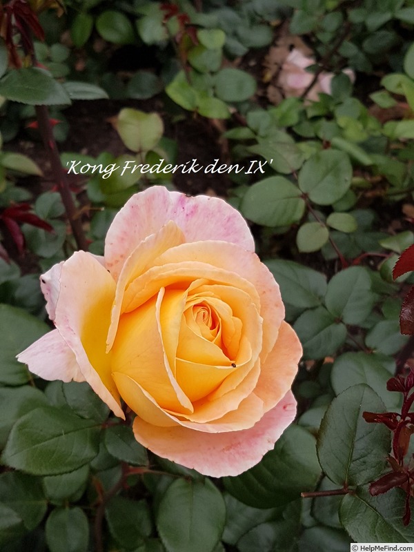 'Köng Frederik den IX ™' rose photo