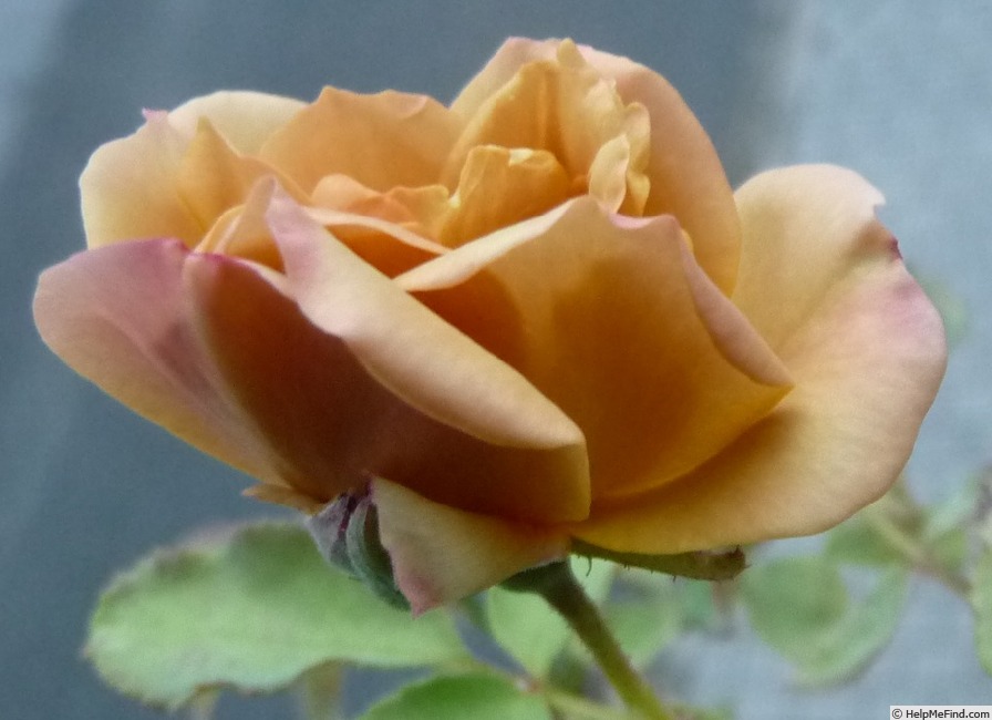'Siena' rose photo