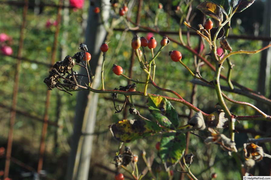 'Rankende Miniature' rose photo