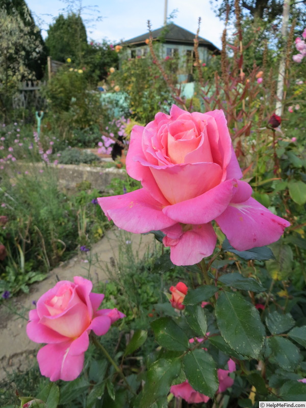 'Foster's Ruby Glow' rose photo