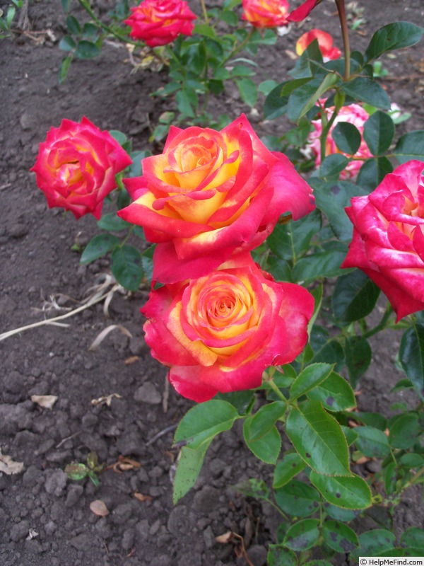 'Friendly' rose photo