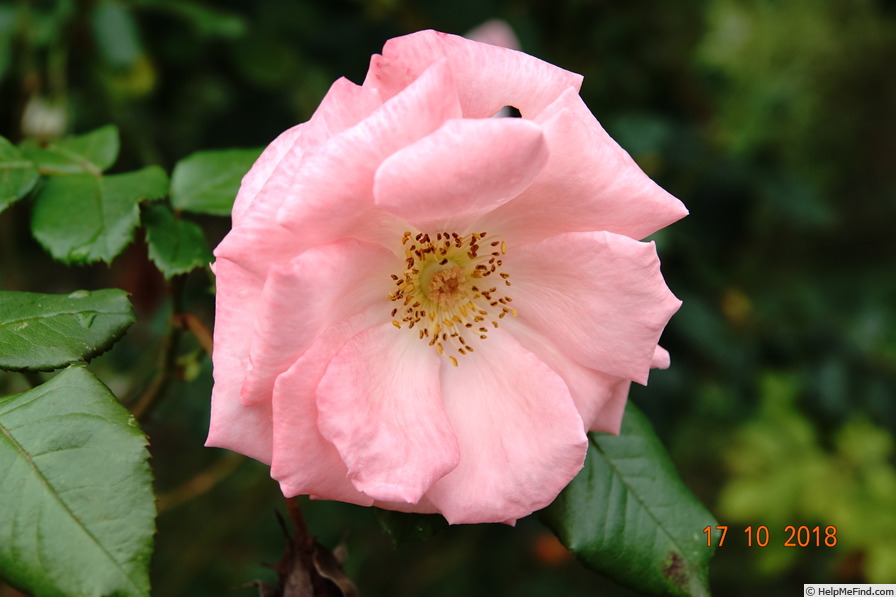 'Pink La Sevillana®' rose photo