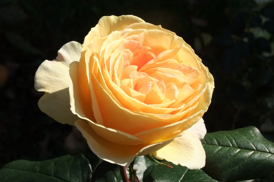 'Candlelight (shrub, Evers 2001)' rose photo