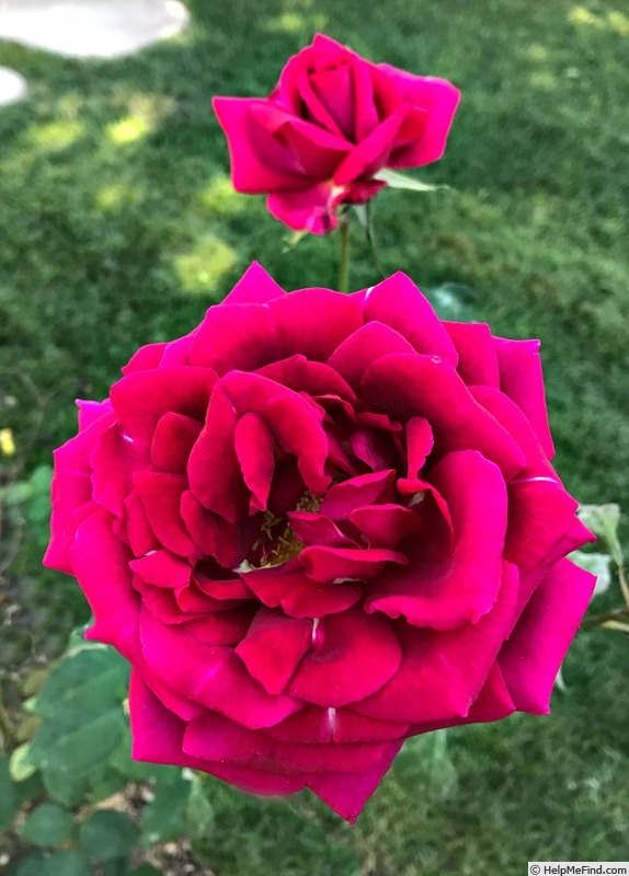 'Rose of Freedom' rose photo
