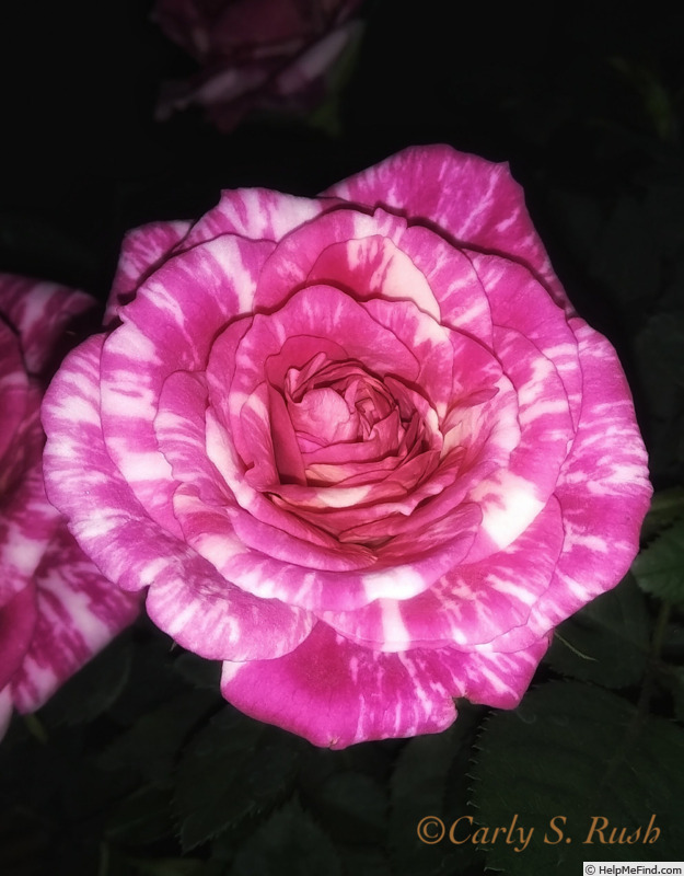 'Tijana™' rose photo