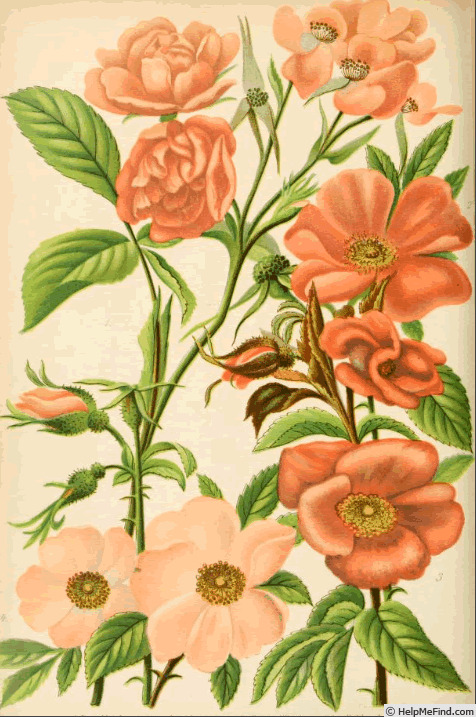 '<i>R. aschersoniana</i>' rose photo