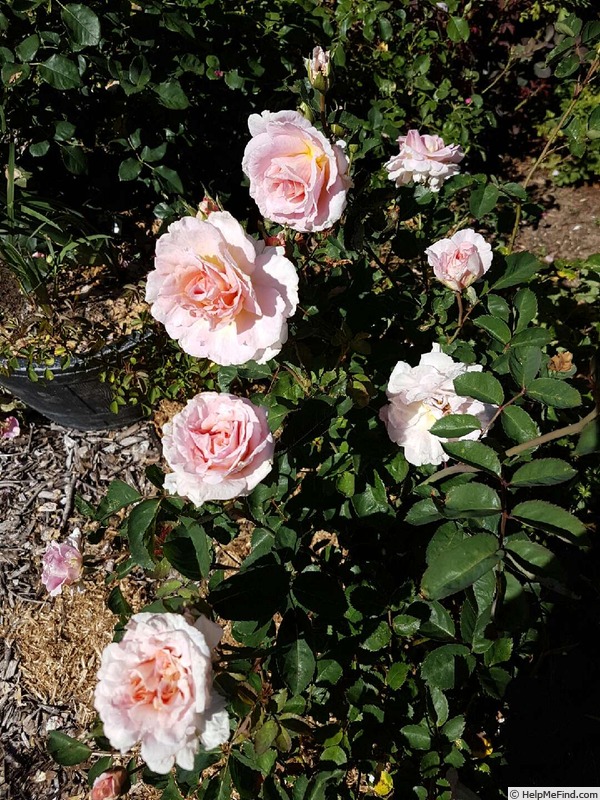 'Dr. A E Coupland' rose photo