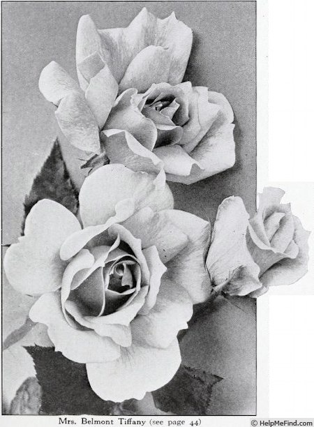 'Mrs. Belmont Tiffany' rose photo