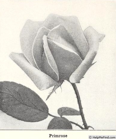 'Primrose (tea, Bennett 1885)' rose photo