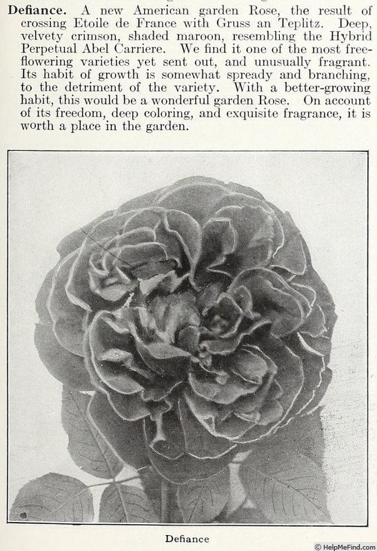 'Defiance (hybrid tea, Kress, 1914)' rose photo