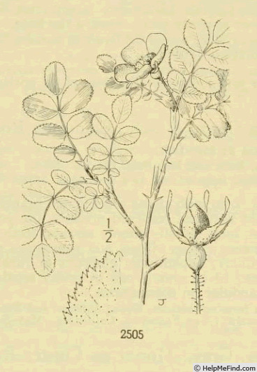 '<i>Rosa myriadenia</i> Greene synonym' rose photo