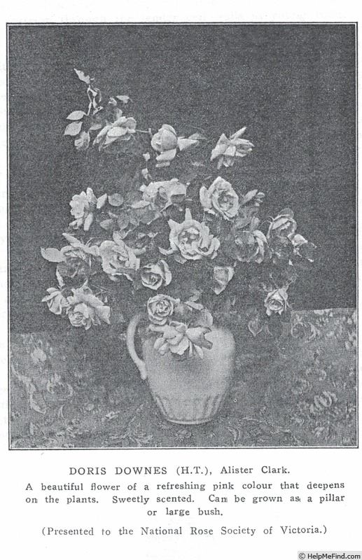 'Doris Downes' rose photo