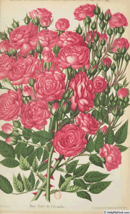 'Gloire des polyanthas' rose photo