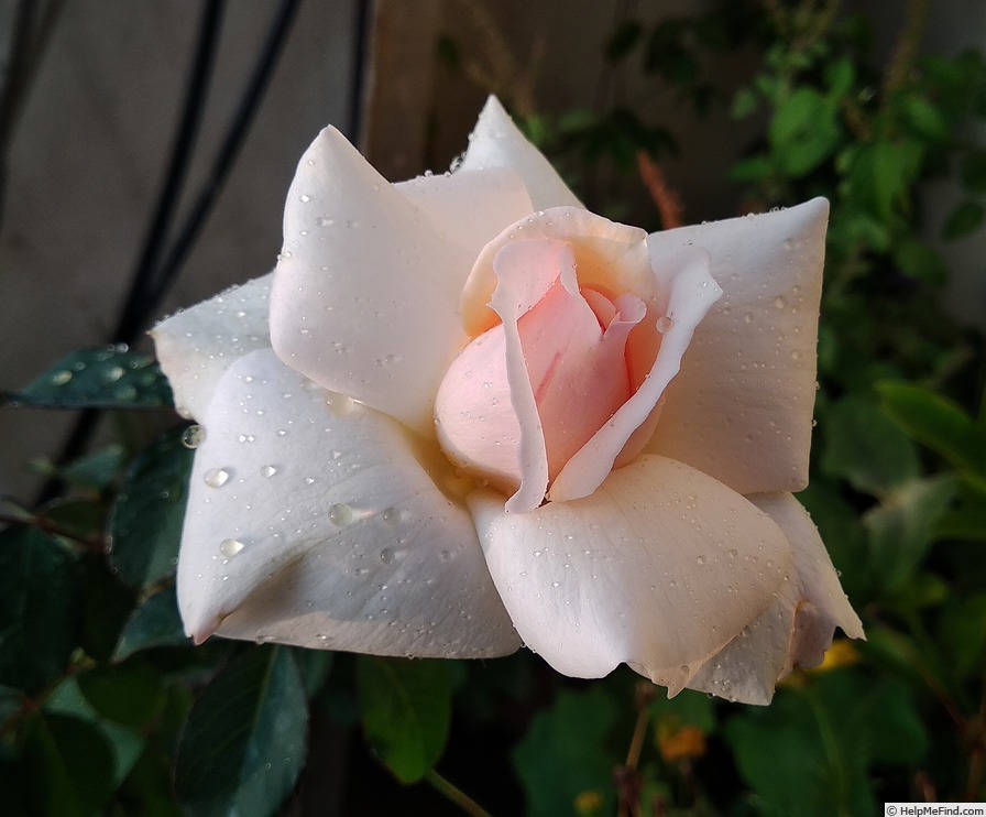 'Chandos Beauty' rose photo