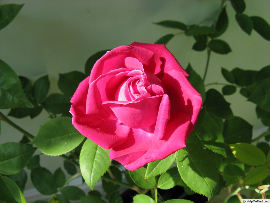 'Tom Wood' rose photo