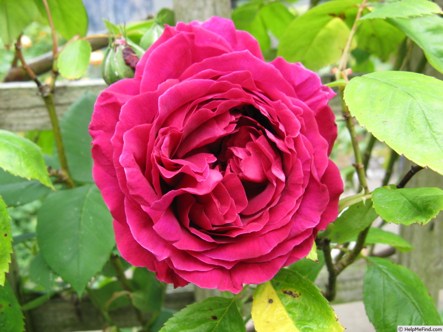 'George IV (hybrid china)' rose photo