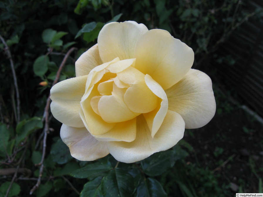 'Francis Copple' rose photo