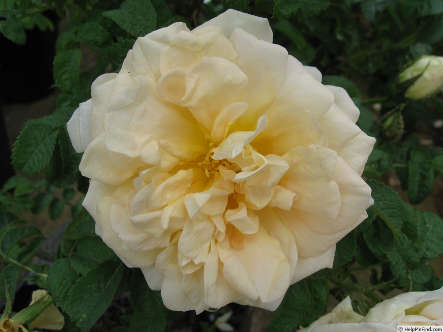 'Agnes (rugosa, Saunders 1902)' rose photo