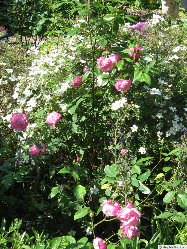 'Old Blush' rose photo