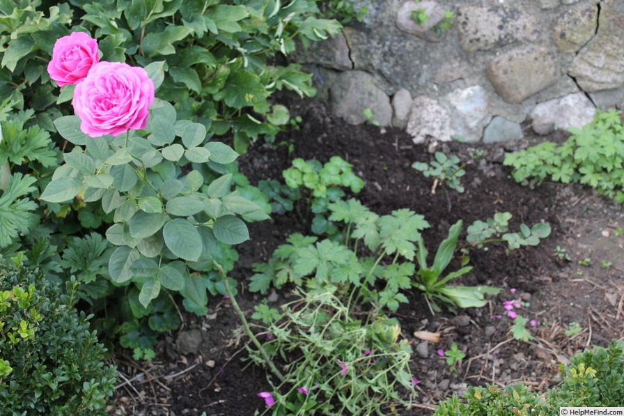 'Föhr ®' rose photo