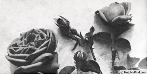 '78-62-6 (moss, Moore 1962)' rose photo